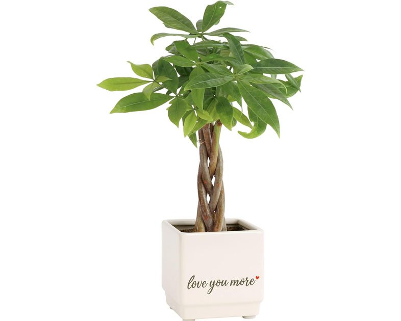 Costa Farms Money Tree Live Plant in Decorative Pot