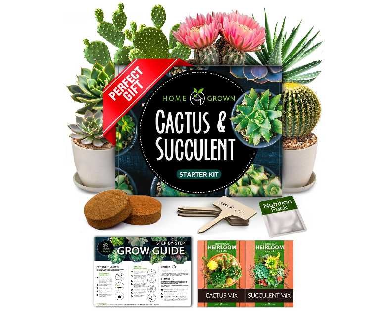 HOME GROWN Succulent & Cactus Seed Kit for Planting