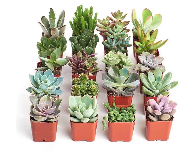 Shop Succulents Unique Succulent Plant Pack Collection