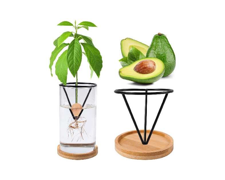 Avocado Tree Growing Kits, Avocado Growing Vase Wooden Base Avocado Seed Starter Vase Glass Plant Pot Easy Seed Sprout Starter Gift for Women Gardening Lovers Home Office Table Decoration