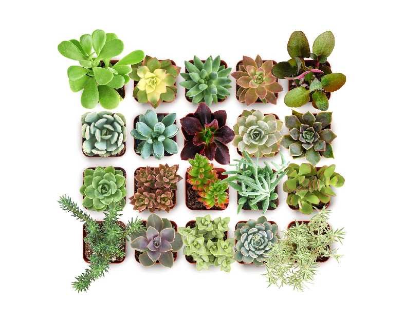 Shop Succulents Collectors Succulent Plant Pack Collection - Live Mini Succulent Plants, Low Maintenance, Colors & Textures - Wedding and Party Favors, Gift & Garden, Pack of 20