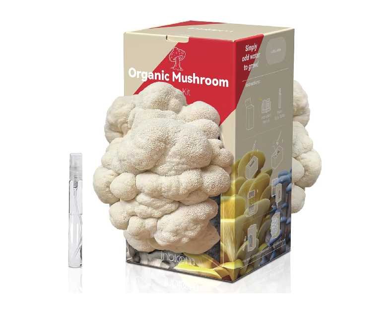 Large Double-Side Organic Lion's Mane Mushroom Growing Kit