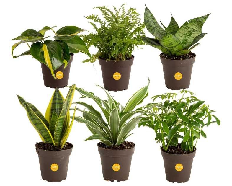 Costa Farms Live Indoor Plant Bundle in Plastic Pots