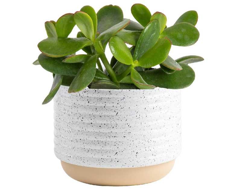 Costa Farms Jade Live Plant in Decorative Pot