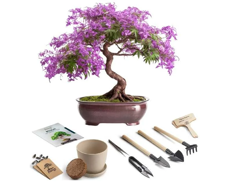 Bonsai Starter Kit – Growing Jacaranda Bonzai Tree from Seeds | Complete Indoor Tree Kit for Growing Plants with Tools & Planter – Gardening Gifts for Mother, Women & Men