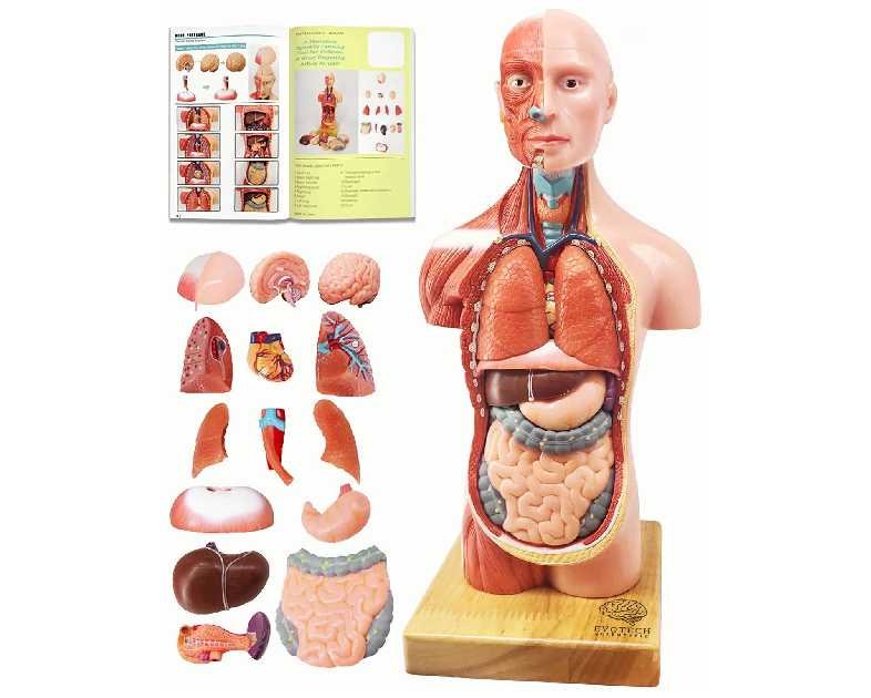 EVOTECH SCIENTIFIC 2025 New Human Body Model for Kids, 15 Pcs Removable 11 inch Human Torso Anatomy Model with Heart Head Skull Brain Skeleton Model, Age 6+, School Medical Education Display